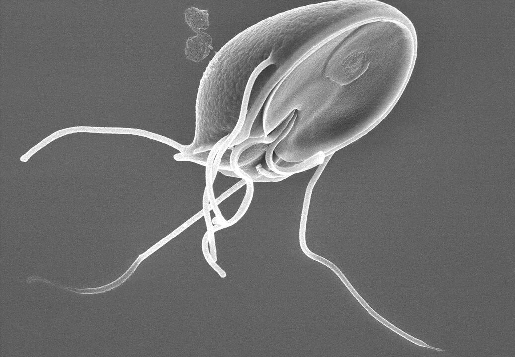 Giardia в човешкото тяло